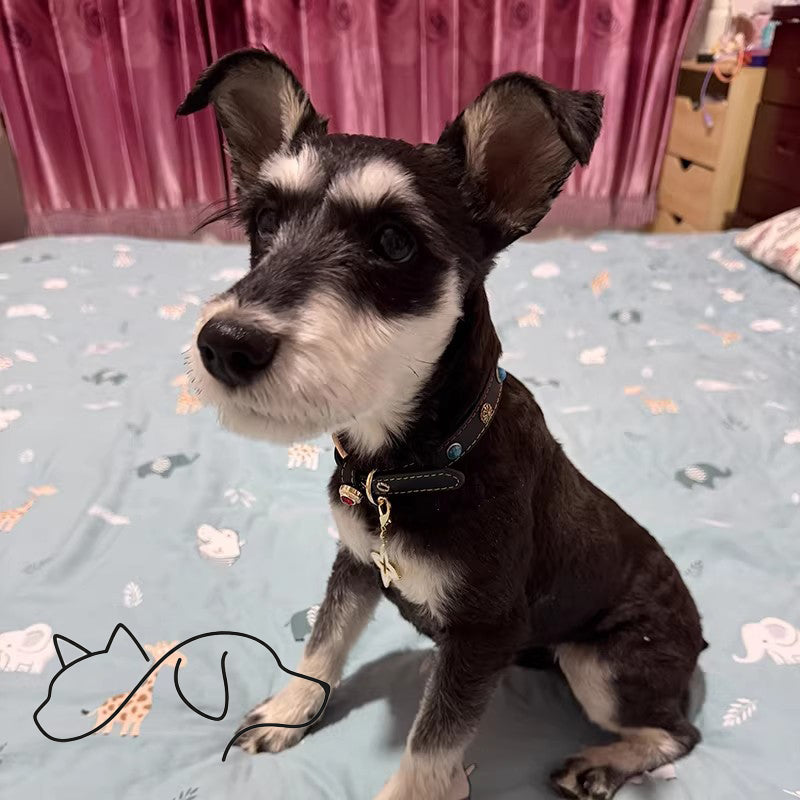 OF.STUDIOS Genuine Leather Dog & Cat Collar – Turquoise Rivet Studded Collar with Flower Buckle